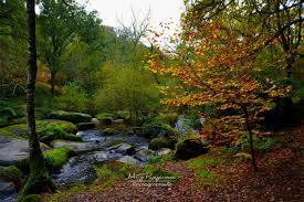 Promenade dans les bois