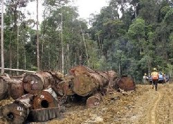 Indonesia declares logging halt 