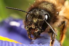 La miel de la abeja hembra